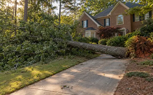 A fallen oak across a sloped driveway in front of a brick house